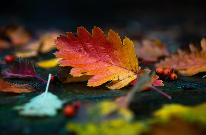 Woman meditating with autumn leaves